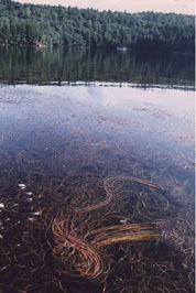 Milfoil on Surface